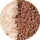 Psyllium Husk Seed Psyllium Husk Seed