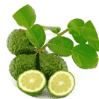 Leptin detox tea Lime Leaf & Extract colon thee Lime Leaf & Extract