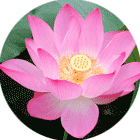 colon thee Lotus Leaf Lotus Leaf