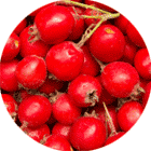 colon tea Hawthorn Berry Extract colon tea Hawthorn Berry Extract