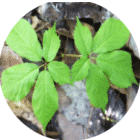 ginseng blaadjes ginseng blaadjes