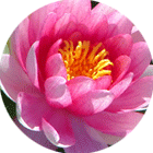 flowerbloem lily lily